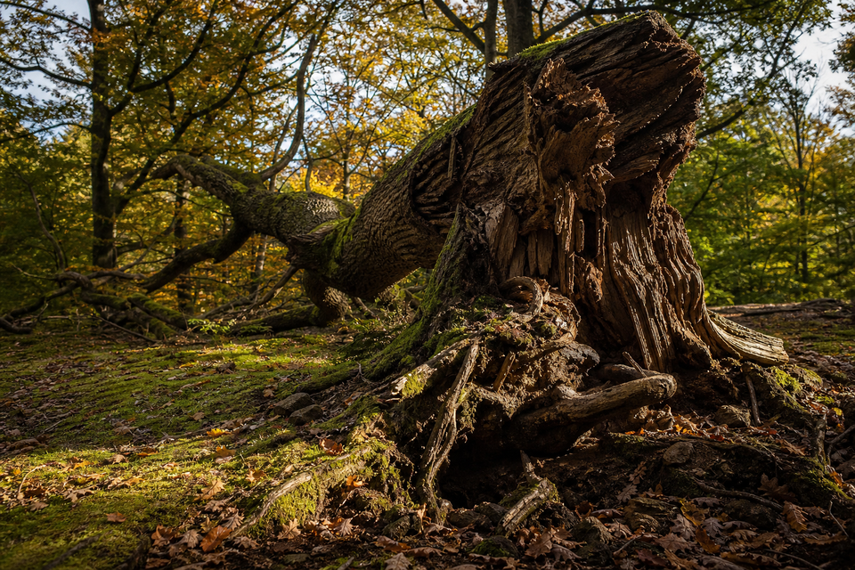 Downed Oak Tree in Forest