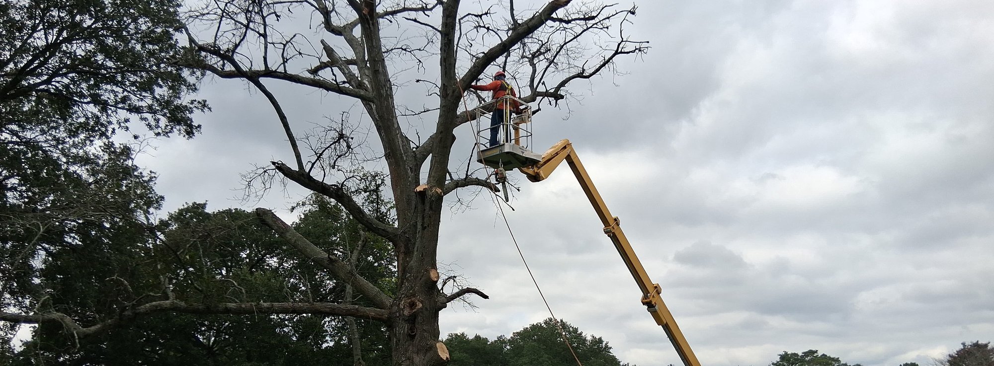 a-plus-tree-crane-raleigh-tree-removal-service