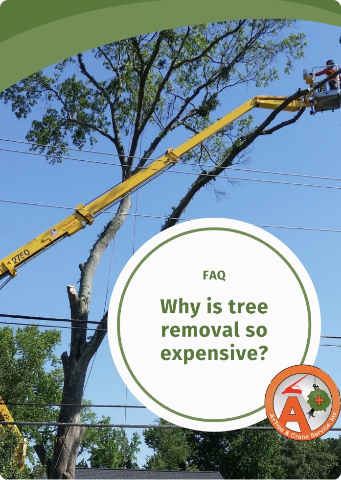 Example social media post for A+ Tree and Crane tree service company in Raleigh North Carolina