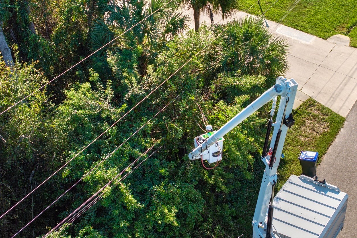 Tree Service & Arborist Companies