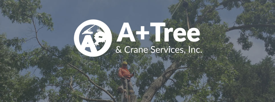 a-plus-tree-service-case-study-main-photo